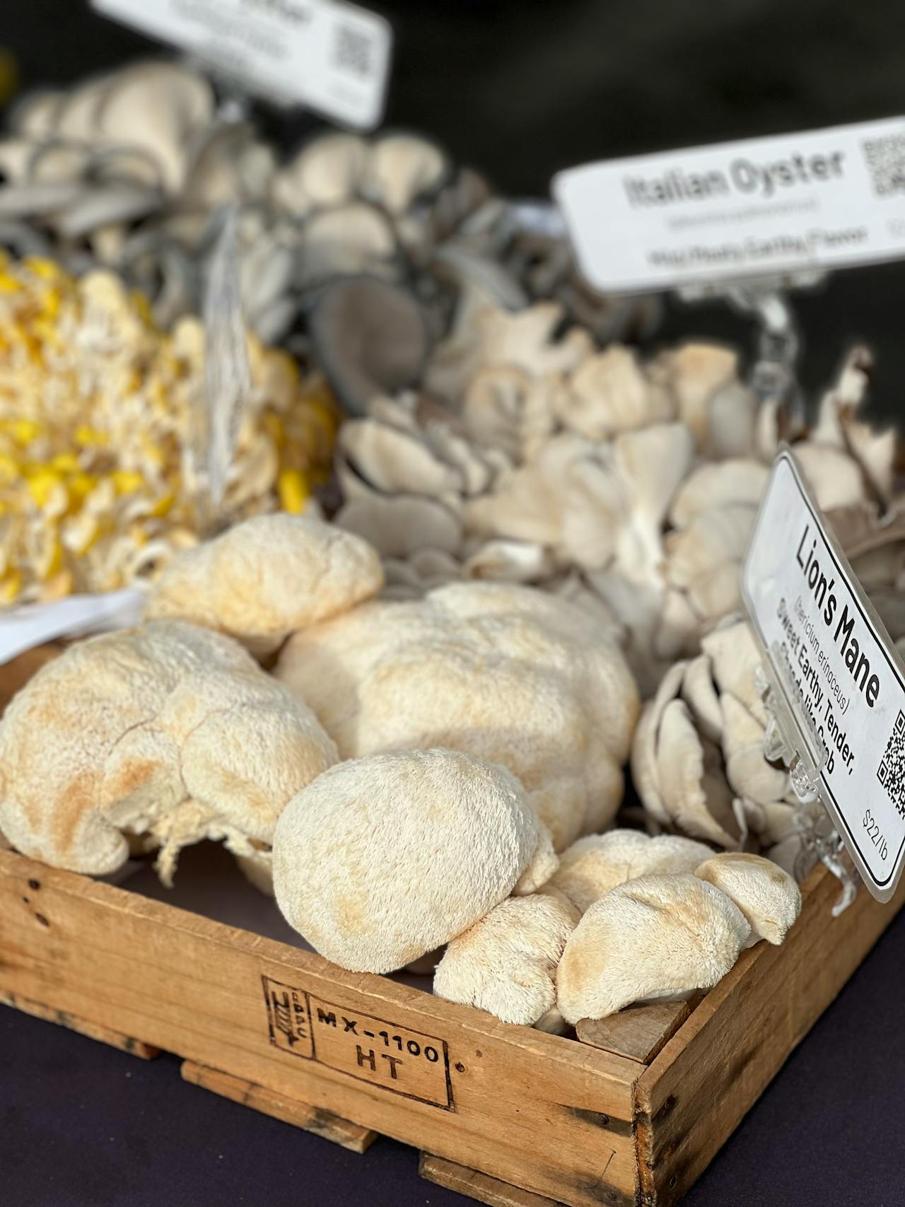 lions mane mushrooms on sale