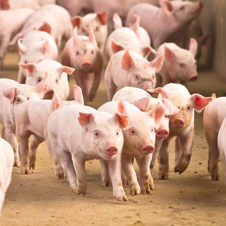 Fewer Pigs, Cleaner Air: Why The Netherlands Is Cutting Back on Pork