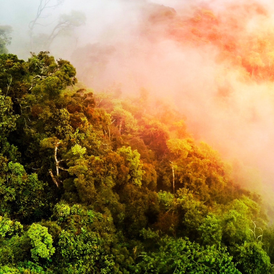 New Study Shows Deforestation in the Amazon Is Making People Sick