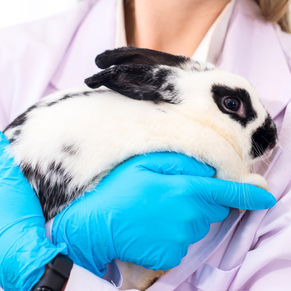 Will This New $99 Million Roadmap Help AI Replace Animal Experiments in the UK?