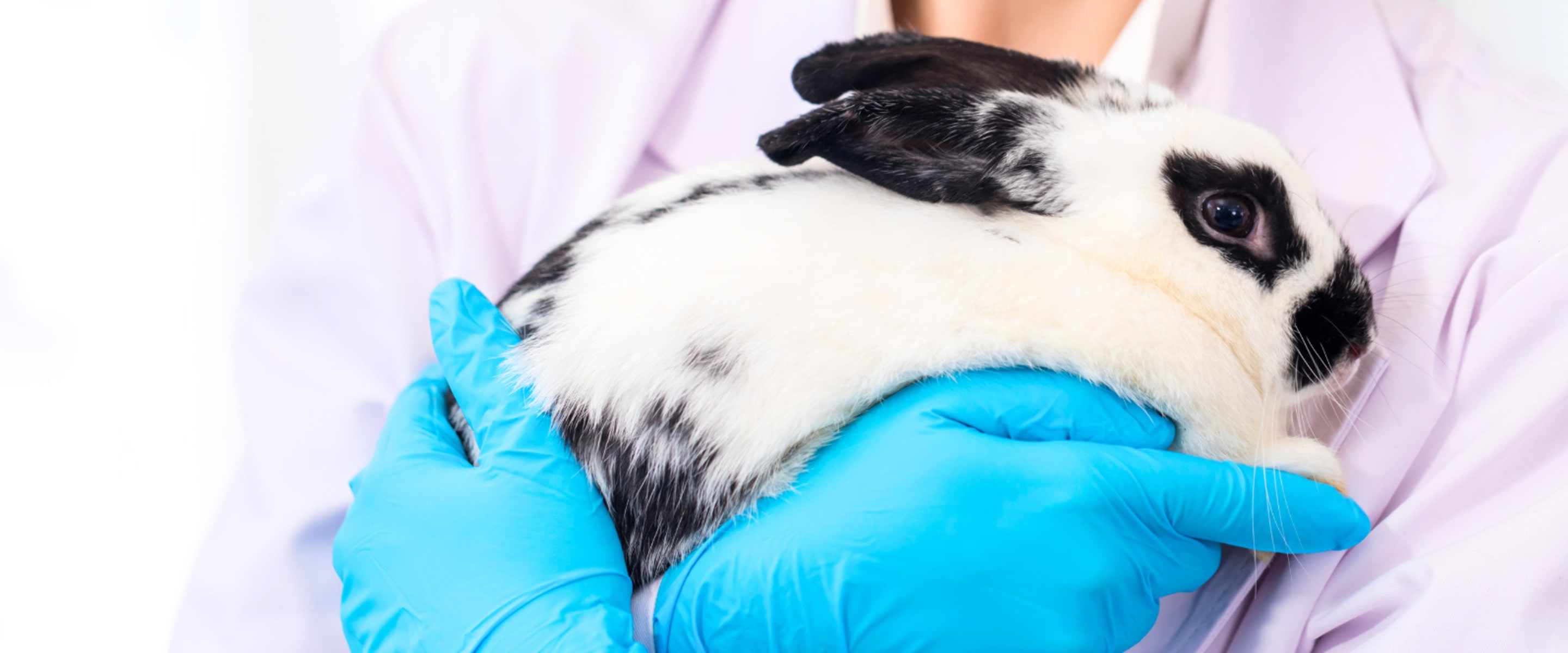 Will This New $99 Million Roadmap Help AI Replace Animal Experiments in the UK?