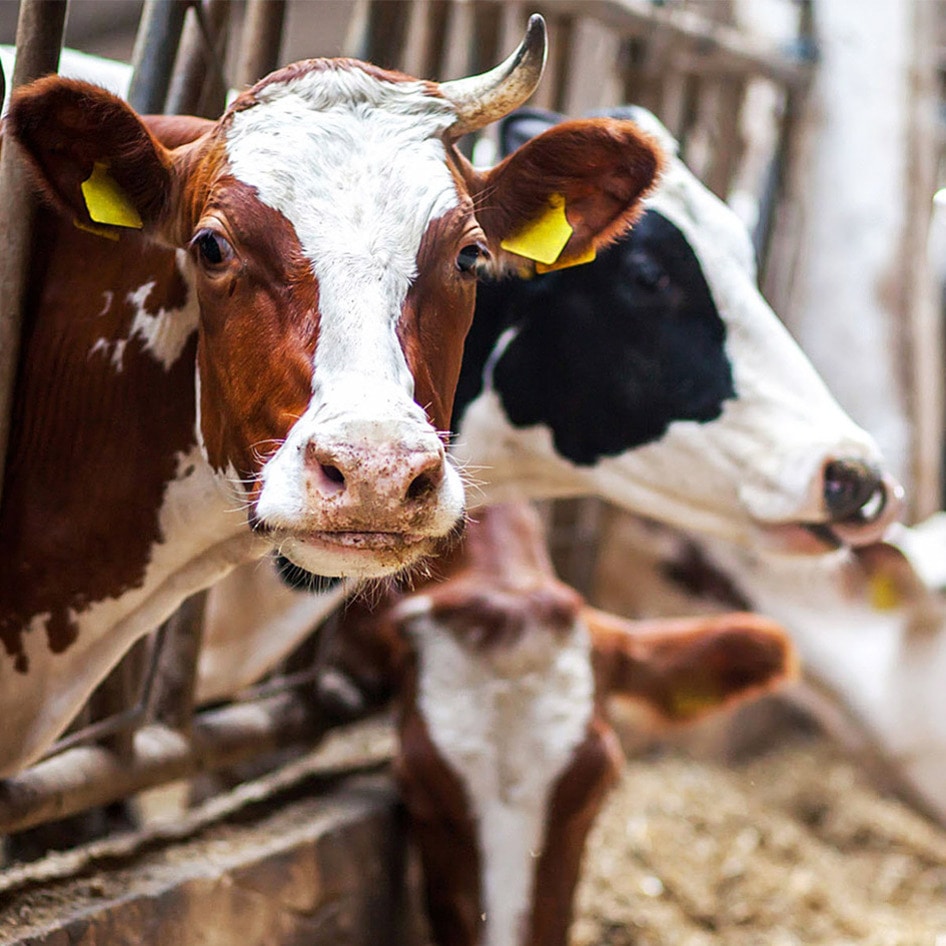 What Is Factory Farming, Exactly? Here's Why It's Time to Change the Food System 