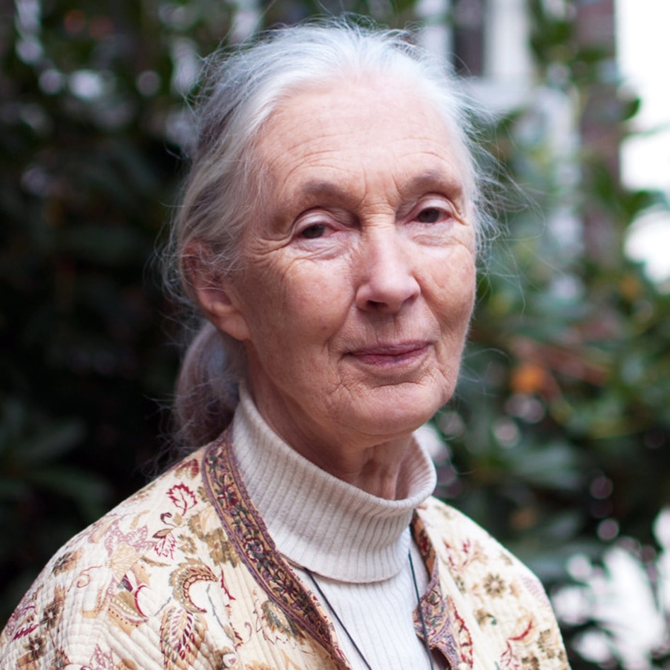 Jane Goodall May Be Remembered for Her Work With Chimpanzees, But Her Real Legacy Is Fighting Factory Farming