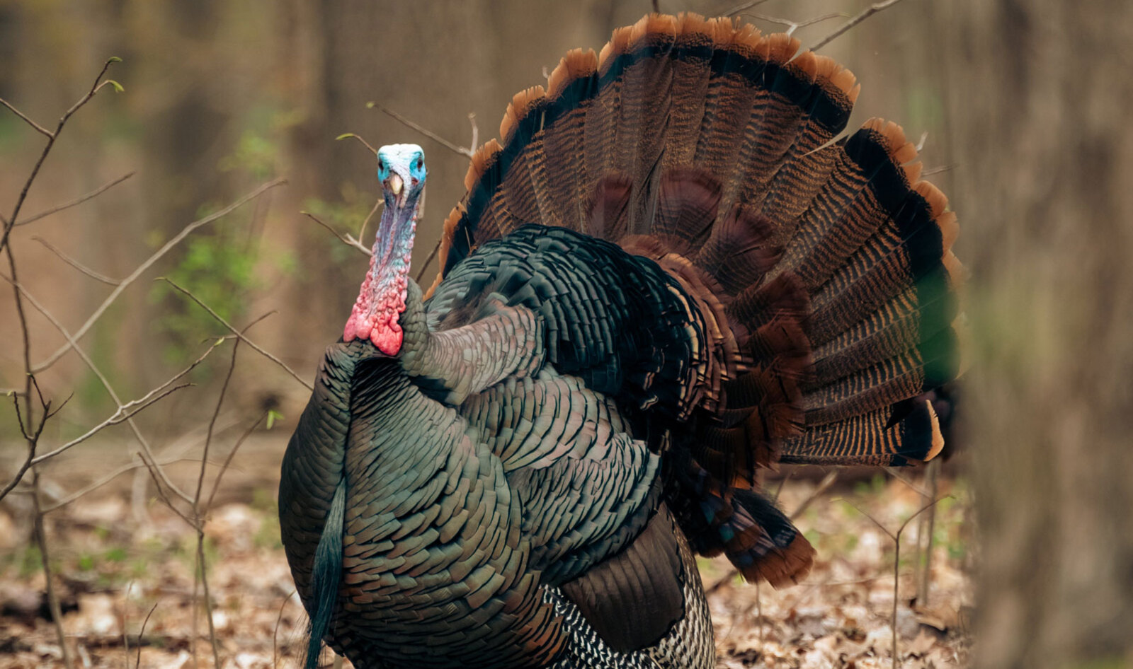 12 Wonderful Turkey Facts That Will Transform Your Thanksgiving Into a Vegan Holiday